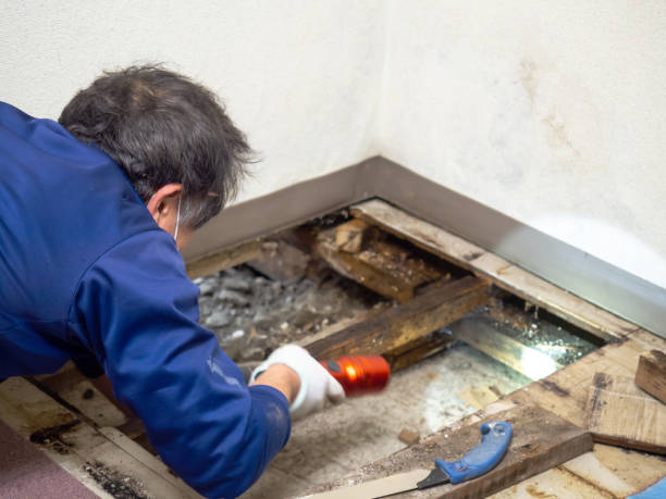 Best Toxic Mold Removal  in Suwanee, GA