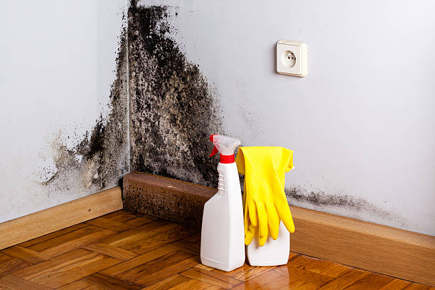 Best Mold Removal Process  in Suwanee, GA