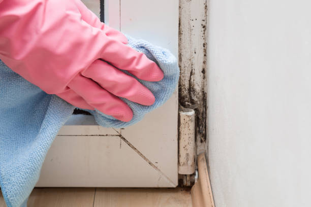 Best Crawl Space Mold Removal  in Suwanee, GA