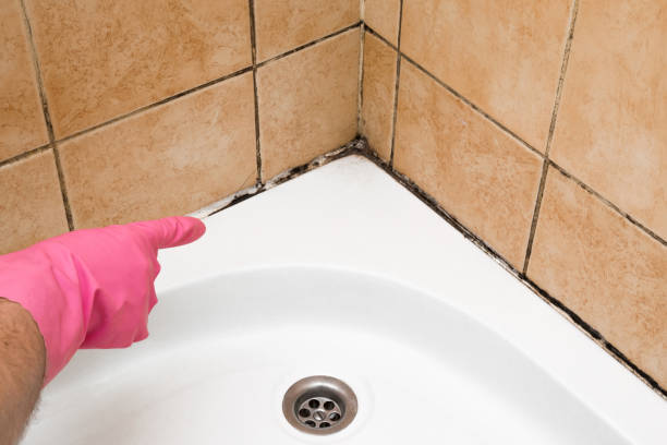 Best Black Mold Removal  in Suwanee, GA